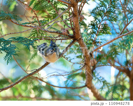 針葉樹の木に止まるキクイタダキ 110948278