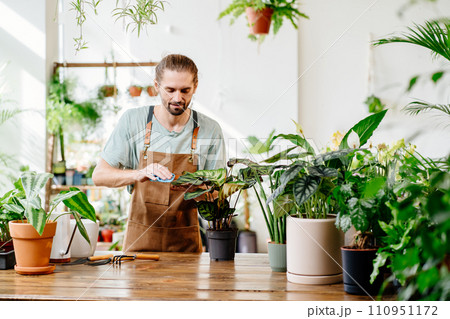 Man carefully wiping leaves of beautiful potted houseplants indoors. Concept of plants care and home garden. Small business entrepreneurs. Man carefully wiping leaves of beautiful potted houseplants indoors. Concept of plants care and home garden. Small business entrepreneurs. 110951172