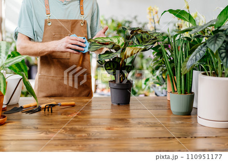 Unrecognizable man wearing apron wiping leaves of beautiful potted houseplants indoors. Concept of plants care and home garden. Unrecognizable man wearing apron wiping leaves of beautiful potted houseplants indoors. Concept of plants care and home garden. 110951177