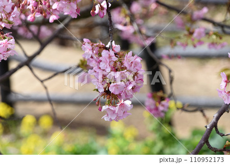 河津桜 河津桜 110952173