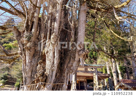 安芸太田町の筒賀の大銀杏 安芸太田町の筒賀の大銀杏 110952238