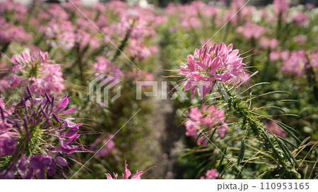 spider flower, Cleome pink flower 110953165