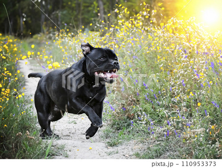 staffordshire bull terrier staffordshire bull terrier 110953373