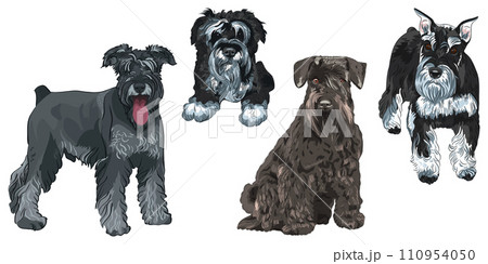 Set Miniature Schnauzer dogs 110954050