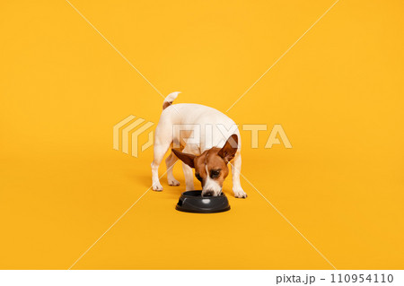 Jack Russell Terrier eating from bowl on yellow background Jack Russell Terrier eating from bowl on yellow background 110954110