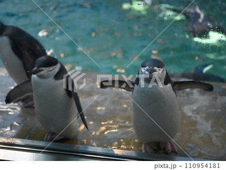 ペンギン ペンギン 110954181