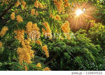 A mimosa tree in full bloom, its branches laden with fluffy yellow flowers and rich green foliage, set in a serene garden setting, symbolizing joy and renewal, bright and lively 110954522