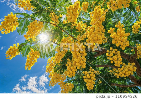 A mimosa tree in full bloom, its branches laden with fluffy yellow flowers and rich green foliage, set in a serene garden setting, symbolizing joy and renewal, bright and lively A mimosa tree in full bloom, its branches laden with fluffy yellow flowers and rich green foliage, set in a serene garden setting, symbolizing joy and renewal, bright and lively 110954526