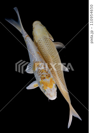 Japanese Koi Carp Fish isolated on black background, top view 110954650