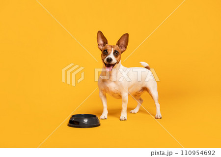 Jack Russell Terrier by bowl on yellow Jack Russell Terrier by bowl on yellow 110954692