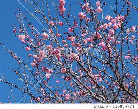 梅の花と青空 梅の花と青空 110954771