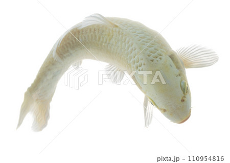Koi fish isolated on white background. Koi fish close up. Koi fish isolated on white background. Koi fish close up. 110954816