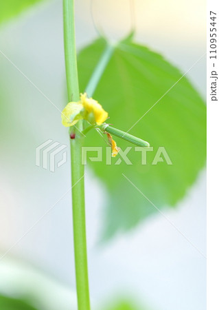 モロヘイヤの黄色い花と実　美容と健康効果の高い野菜の王様 110955447