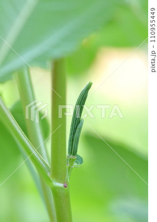 モロヘイヤの実　美容と健康効果の高い野菜の王様 110955449