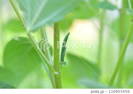 モロヘイヤの実　美容と健康効果の高い野菜の王様 110955450