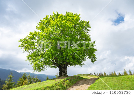 Large old beech tree with lush green leaves Large old beech tree with lush green leaves 110955750