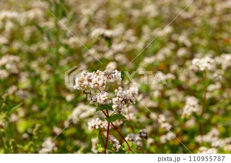 A bee pollinates buckwheat flowers. A bee pollinates buckwheat flowers. 110955787