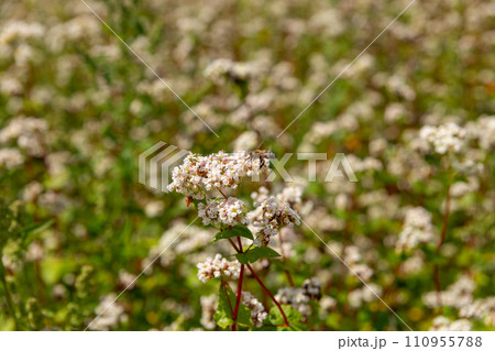 A bee pollinates buckwheat flowers. A bee pollinates buckwheat flowers. 110955788