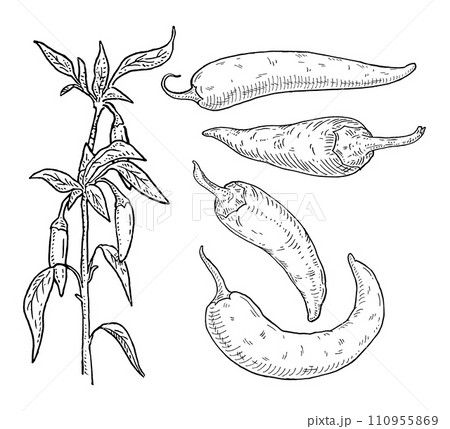 Branch of chili with leaf and pepper. Vintage engraving Branch of chili with leaf and pepper. Vintage engraving 110955869