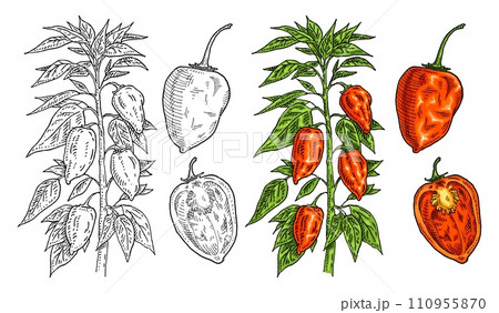Branch of habanero plant with leaf and pepper. Vintage engraving Branch of habanero plant with leaf and pepper. Vintage engraving 110955870