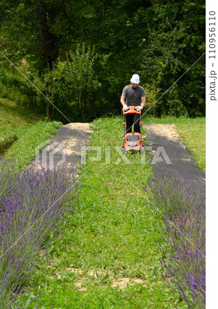 Working in the garden with a lawnmower, the gardener mows the grass between the lavender bushes. Working in the garden with a lawnmower, the gardener mows the grass between the lavender bushes. 110956110