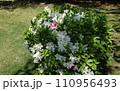 ツツジ 110956493