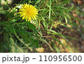 道端に咲くたんぽぽ 110956500