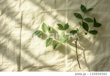 shadow form on a leaf leaf plant natural white paper on linen 110956562