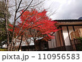 紅葉が美しい秋の庭 110956583