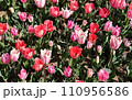 ピンク色のチューリップ 110956586