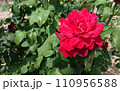 バラ 110956588