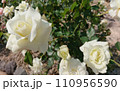 白いバラ 110956590
