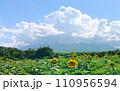 夏の青空とひまわり畑と白い雲 110956594