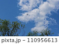 青空に飛ぶ飛行機 110956613