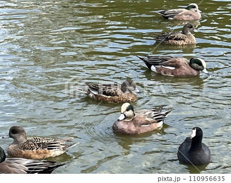 duck on the lake duck on the lake 110956635