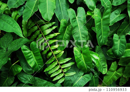 Abstract green tropical leaves nature background Abstract green tropical leaves nature background 110956933