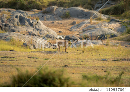 Cheetah stands on grass facing towards camera Cheetah stands on grass facing towards camera 110957064