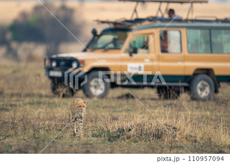 Cheetah walks away from jeep on grassland 110957094