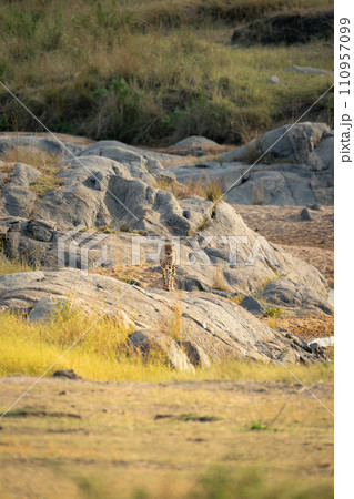 Cheetah walks over rocks straight towards camera 110957099