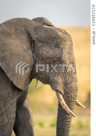 Close-up of African elephant standing in savannah 110957110