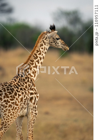 Close-up of baby Masai giraffe standing staring 110957111