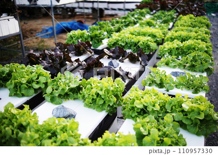 Hydroponic organic vegetables salad garden cultivation at home garden 110957330