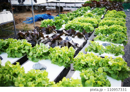 Hydroponic organic vegetables salad garden cultivation at home garden 110957331