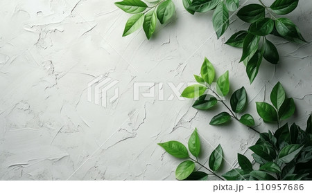 a plant with green leaves on a white wall a plant with green leaves on a white wall 110957686
