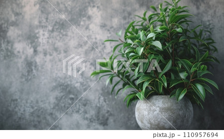 a pot of green plants against a concrete wall a pot of green plants against a concrete wall 110957694