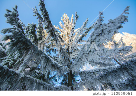 Large spruce covered with a hoarfrost, bottom view Large spruce covered with a hoarfrost, bottom view 110959061