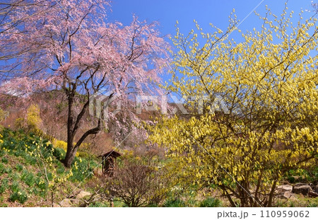 青空に映える満開の桜 110959062