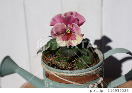 じょうろブリキに植えたフリル咲きパンジー 110959388