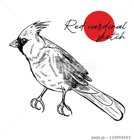 Red cardinal bird sketch, vector illustration. Engraved illustration.. Hand drawn sketch. Winter native american bird. For design, books, web, stickers. 110959503