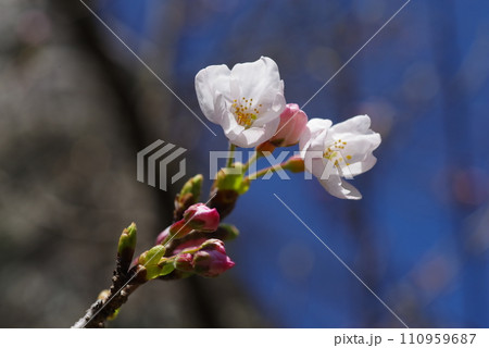 《春が来た》 ソメイヨシノの開花 110959687